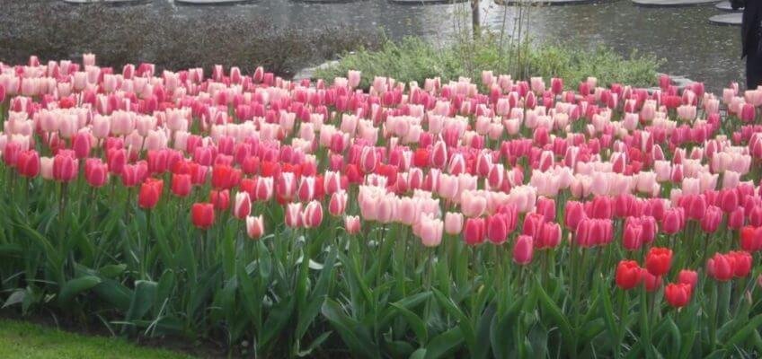Skipping Through The Tulips